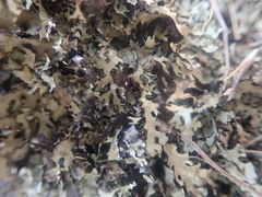 Xanthoparmelia arapilensis