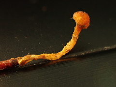 Ophiocordyceps variabilis