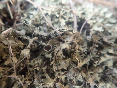 Xanthoparmelia arapilensis