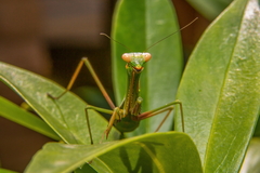 Pseudomantis albofimbriata