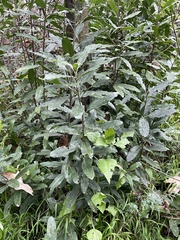 Heteromeles arbutifolia
