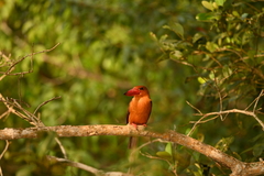 Pelargopsis amauroptera