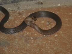 Cacophis squamulosus