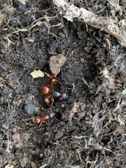 Camponotus sansabeanus