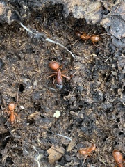 Camponotus sansabeanus