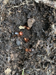 Camponotus sansabeanus