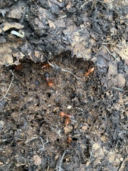 Camponotus sansabeanus