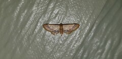 Idaea trypheropa
