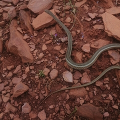 Psammophis brevirostris