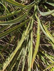Aciphylla colensoi
