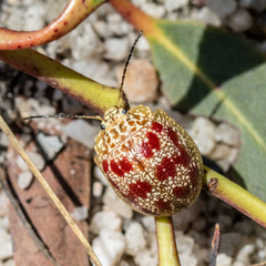 Paropsis variegata