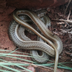 Psammophis brevirostris