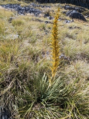 Aciphylla colensoi