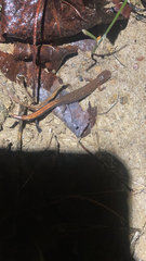 Plethodon ventralis