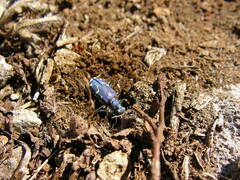 Cicindela depressula