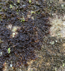 Frullania nisquallensis