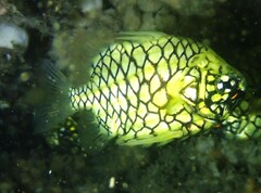 Cleidopus gloriamaris