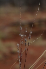 Digitaria brownii