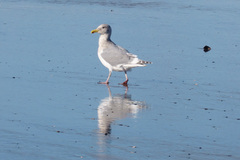 Larus glaucescens × occidentalis