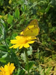 Colias poliographus