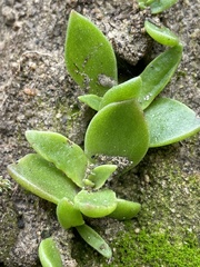 Dudleya lanceolata