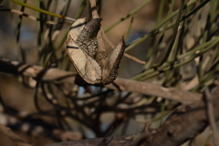 Hakea lorea