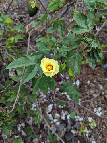 Gossypium hirsutum observed 2023-01-29