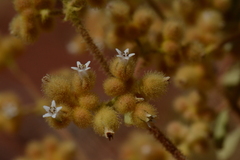 Dicrastylis exsuccosa