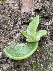 Dudleya lanceolata