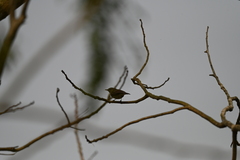 Phylloscopus trochiloides
