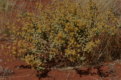 Dicrastylis exsuccosa