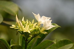 Tabernaemontana divaricata