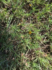 Tridax coronopifolia