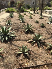 Agave