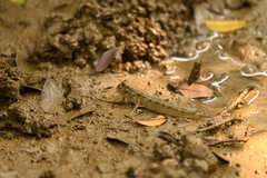 Periophthalmus argentilineatus