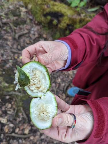 Image of Passiflora ligularis by (c) Tom and T Herman, some rights reserved (CC BY)