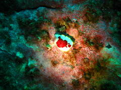 Goniobranchus splendidus