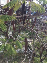 Leucaena diversifolia