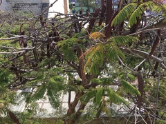 Leucaena diversifolia