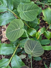 Passiflora ligularis