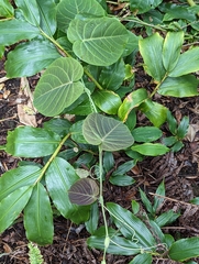 Passiflora ligularis