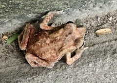 Duttaphrynus melanostictus