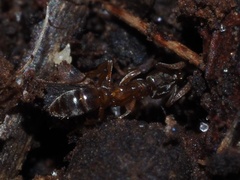 Hypoponera opacior