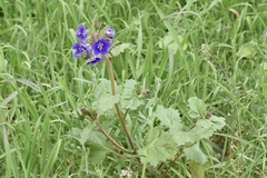 Phacelia parryi