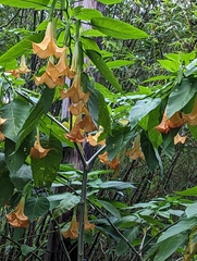 Brugmansia arborea