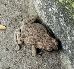 Duttaphrynus melanostictus