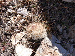 Escobaria chlorantha