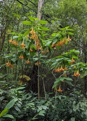 Brugmansia arborea