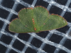 Eucyclodes metaspila