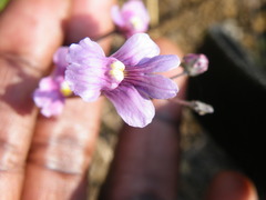 Nemesia denticulata